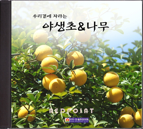 [[영상교육] 우리곁에 자라는 야생초와나무]